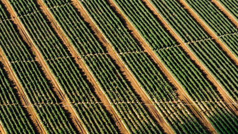 What Does 99Exch Member Support Assist With?